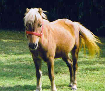 PONEI SHETLAND